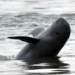 irrawaddy freshwater dolphin officially extinct in laos 118892