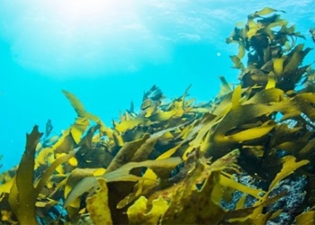 israel develops method for harvesting ocean electricity 118040