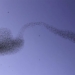 israeli photographer captures rare moment of starlings 118144
