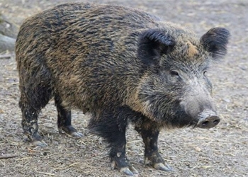 italy rodent control invasions rome 120641