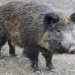 italy rodent control invasions rome 120641