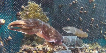 japan successfully develops aquaculture technology 123075