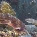 japan successfully develops aquaculture technology 123075
