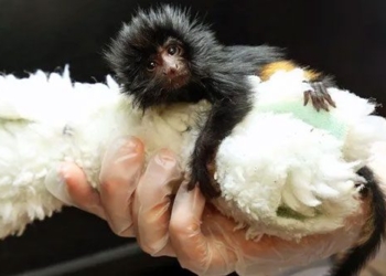 jersey park welcomes the birth of the black tamarin which is endangered 120077