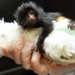 jersey park welcomes the birth of the black tamarin which is endangered 120077