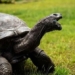 jonathan turtle becomes the oldest living animal at 190 years old still in good health 124557