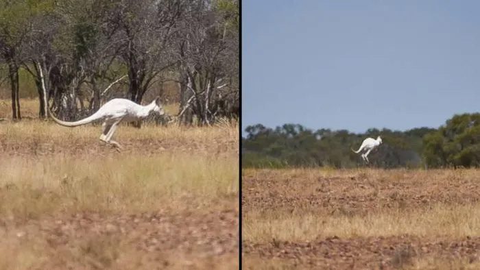 Image of the white kangaroo, standing out against the landscape.