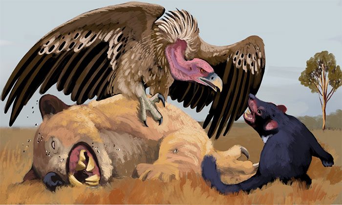 Reconstruction of the extinct vulture species.