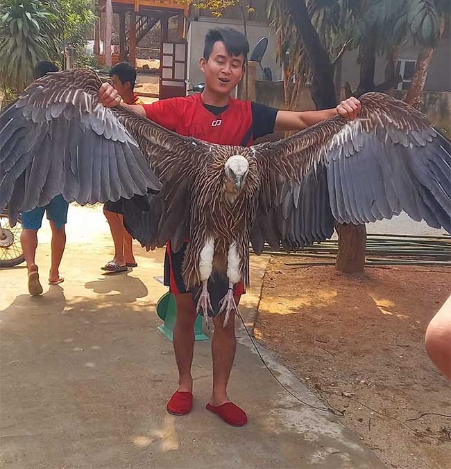 The wingspan of the bird is quite impressive.