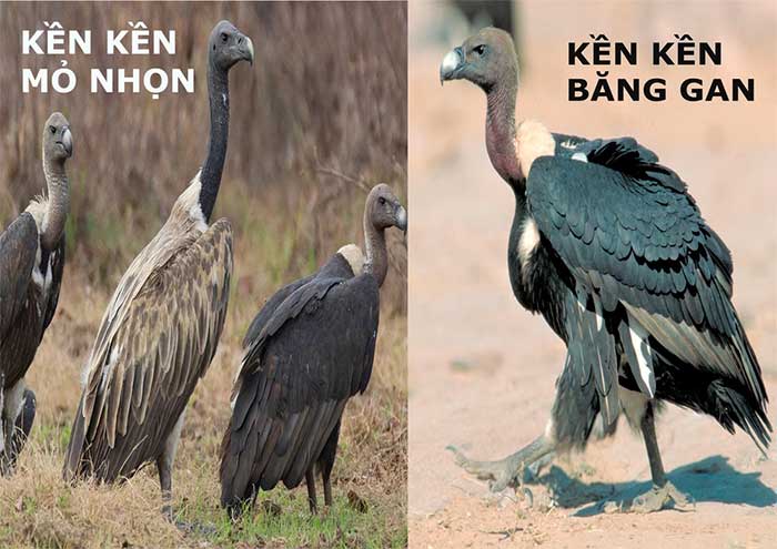 The two species of vultures that once lived in Vietnam.