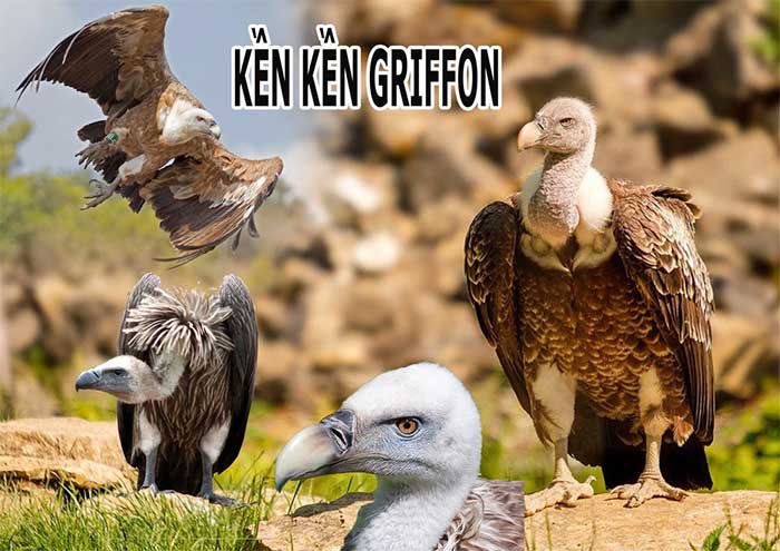 Griffon Vulture.