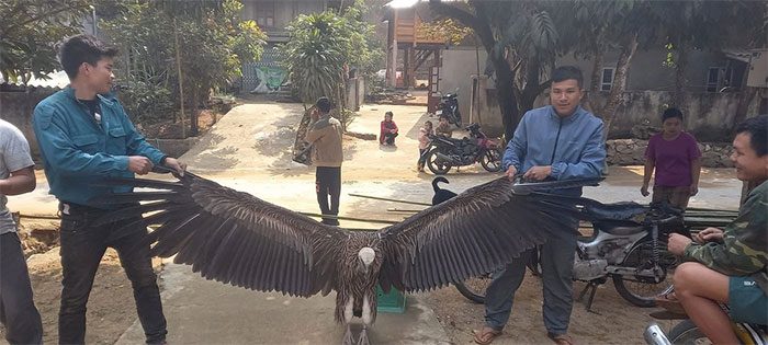 The bird that fell in Na Mèo Village.
