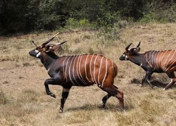 kenya efforts to conserve rare bongo antelope species 119591