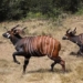 kenya efforts to conserve rare bongo antelope species 119591