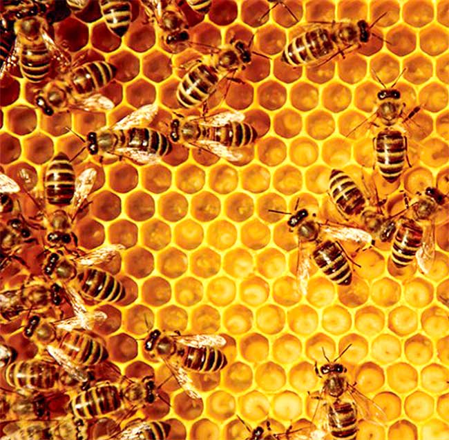 Propolis is a highly valued product.