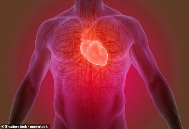The glue will secure the cells in place as they work to regenerate heart tissue.