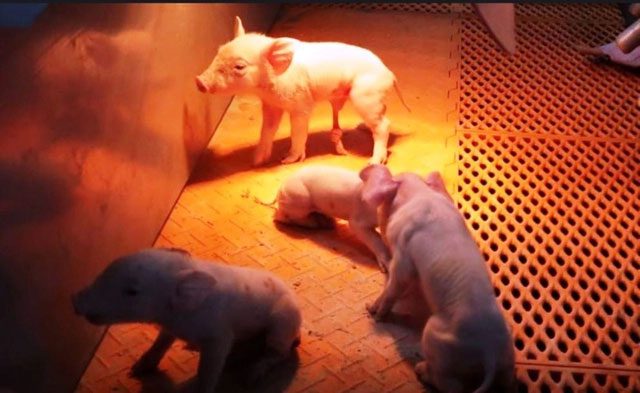 Pig farming at Yangxiang's high-rise farm