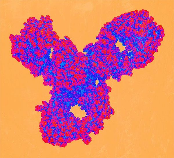 Antibody