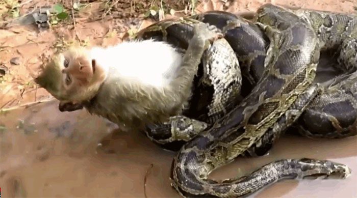 One hour later, the monkey was completely swallowed by the python.