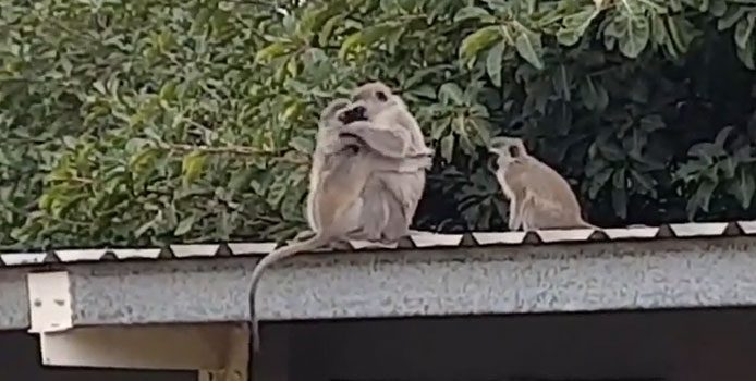 Baby monkey clinging to its mother after being released.