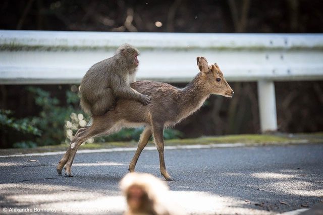 Interestingly, only young female monkeys were found riding sika deer.