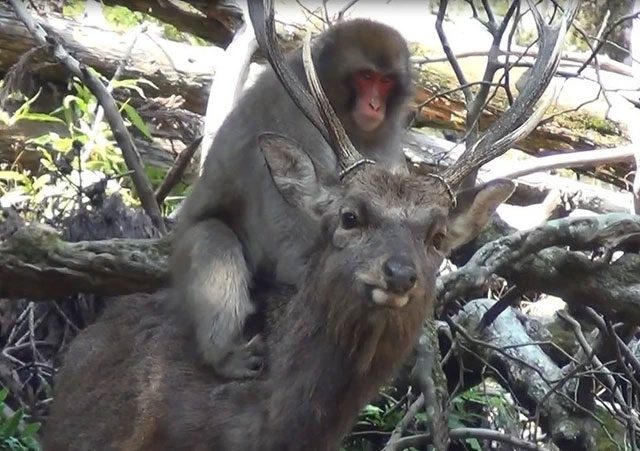 Occasionally, the deer also allow these monkeys to ride on their backs.
