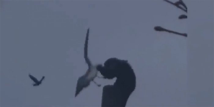 The monkey repeatedly slams the seagull against the pole.