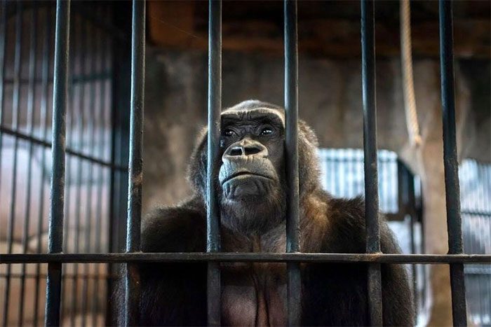 According to PETA Asia, Bua Noi was captured as a baby and taken to Pata Zoo