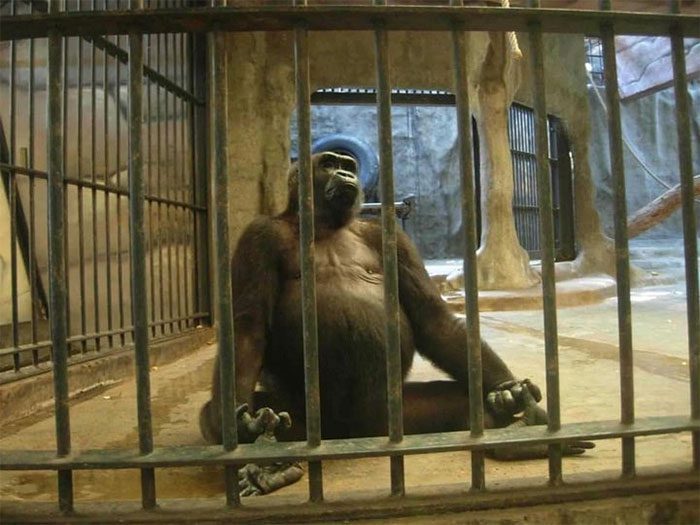 Gorillas can live 35 to 40 years in the wild and up to 50 years in captivity.