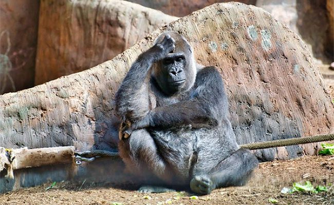 For the past 30 years, Bua Noi the gorilla has lived behind bars in a shopping mall