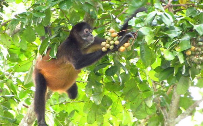 Black-handed spider monkeys selecting ripe fruits containing ethanol for higher caloric intake