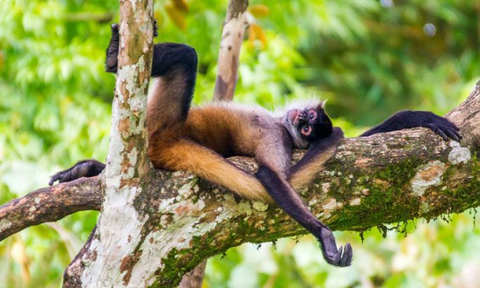 Black-handed spider monkey resting on a tree.