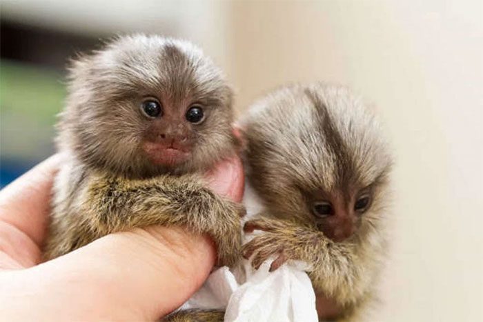 Pygmy Marmoset