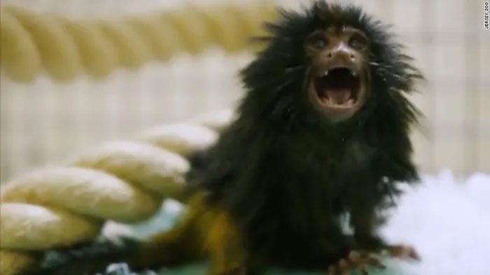 There are currently fewer than 2,000 black-faced lion tamarins in the wild.