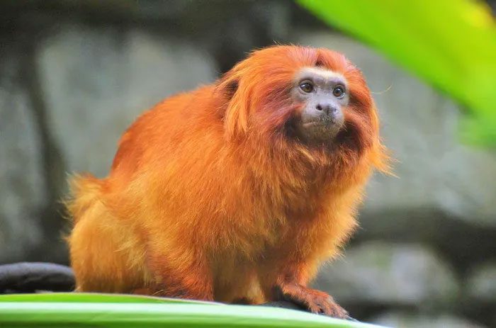 Golden lion tamarin