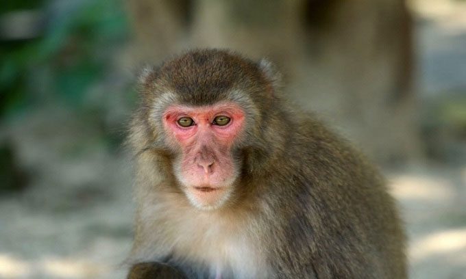 Yakei the female snow monkey at Takasakiyama sanctuary.