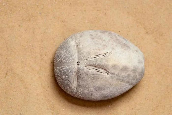It turns out these are actually sea potatoes.