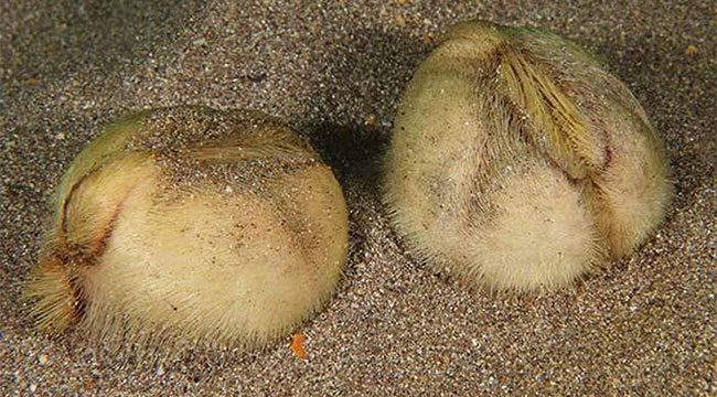 The lifespan of a sea potato is determined to be 10 years or more.