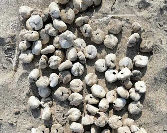 Strange creatures resembling potatoes washed ashore.