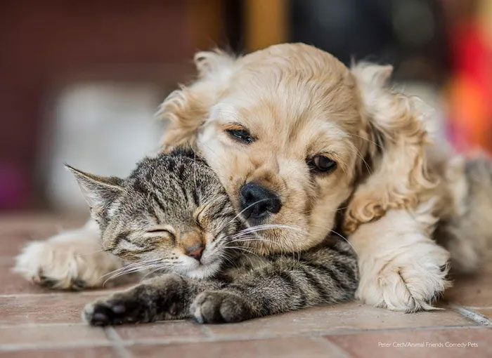 It turns out that dogs and cats don’t "hate" each other as much as we think.