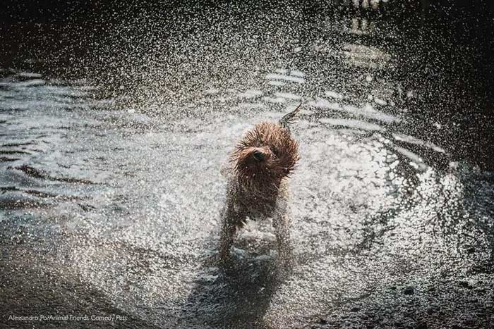 A cute dog shaking water off its fur looks like a spiky hedgehog.