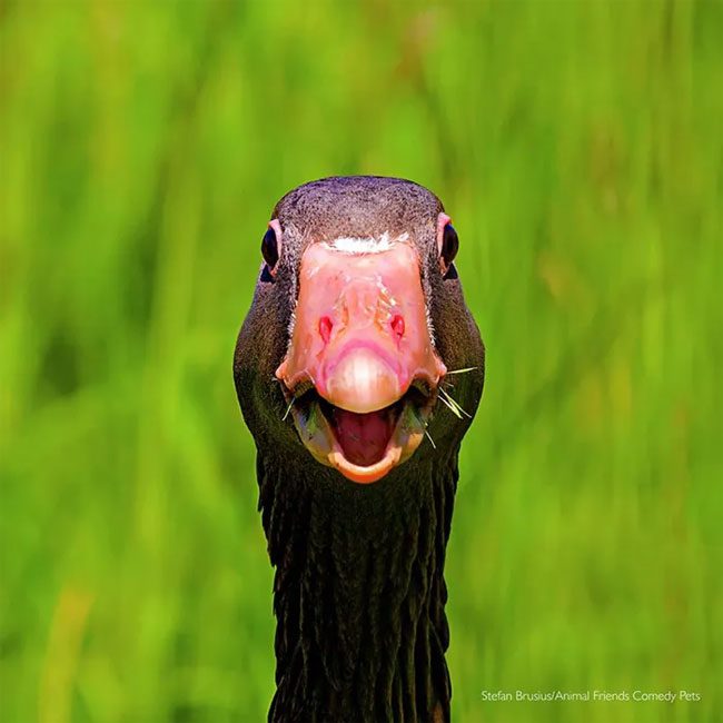 A goose that seems very eager to chat with anyone.