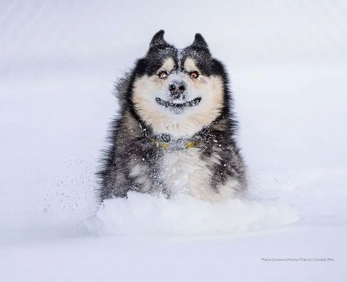 The adorable expression of a dog seeing snow for the first time.