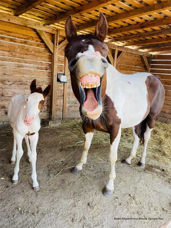 The happiest smiles of horses.