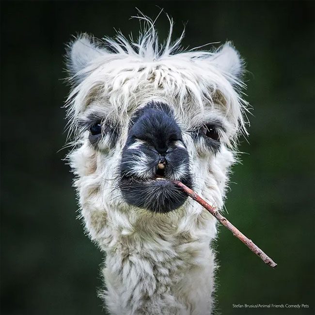 An Alpaca that looks like it's smoking.