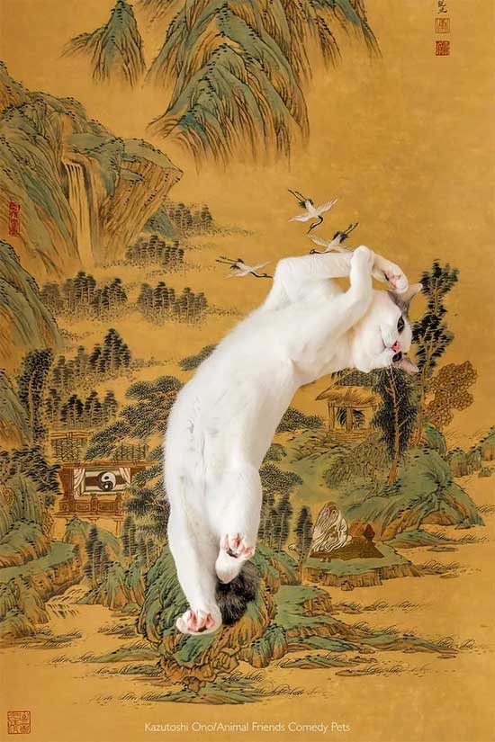 A cat striking a hilariously funny pose.