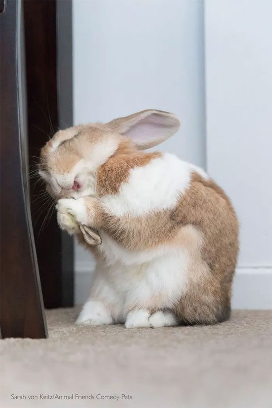 Melting at the cuteness of a rabbit hugging its own ear.