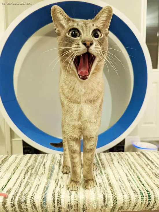 The incredibly surprised expression of a cat that makes us laugh.