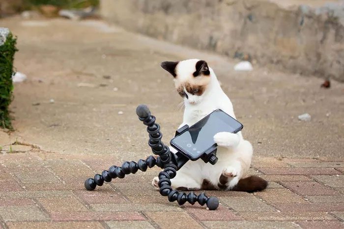 Tech-savvy cat.