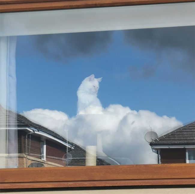 A photo of a cat taken from outside a window, making it look like it's floating on clouds.